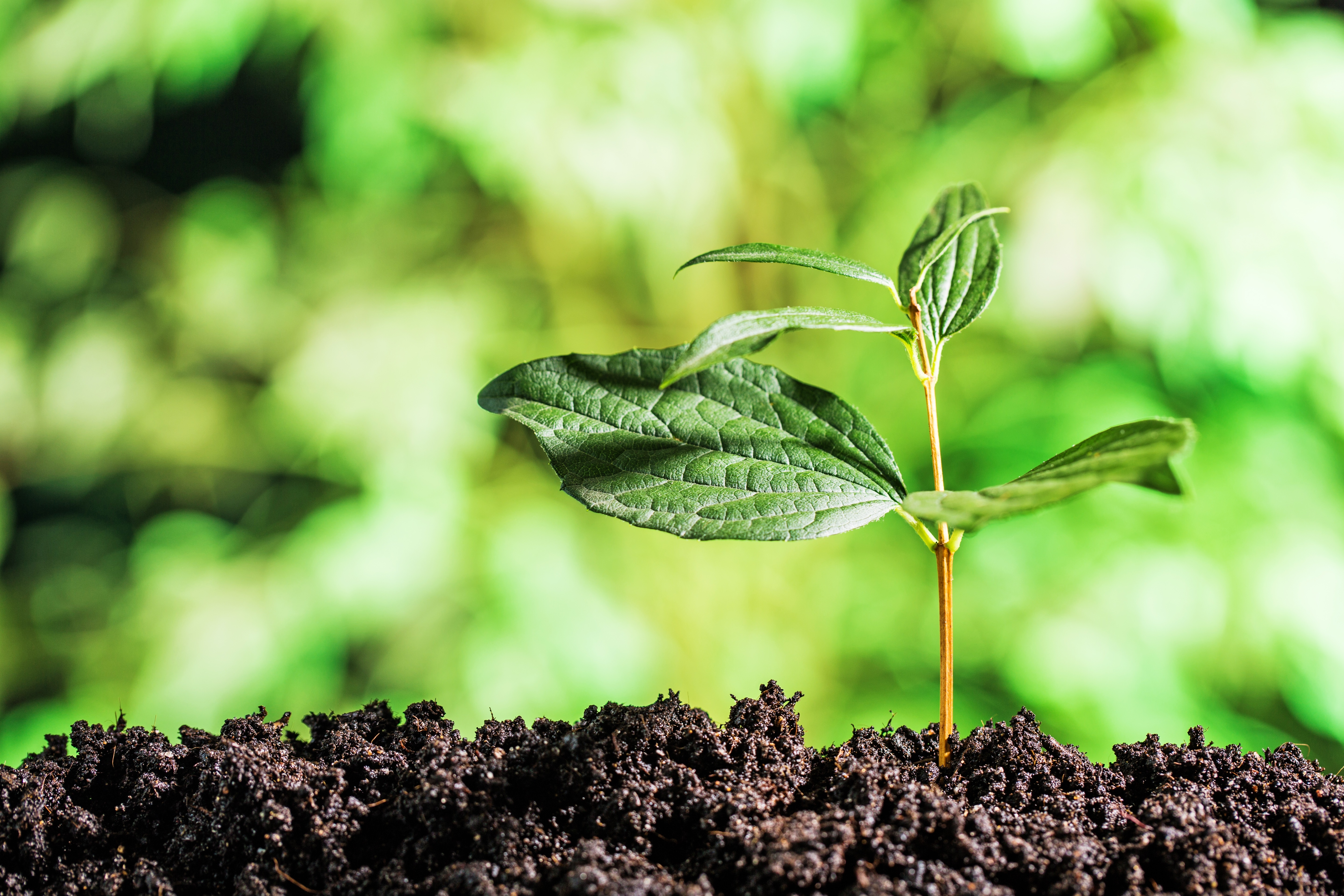 Close up of a young plant sprouting from the ground with green bokeh background