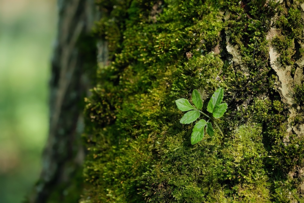 Green leaf on mossy tree trunk in forest, abstract natural background. Beautiful image of spring, summer nature. wildlife, ecology, environment, earth day concept. template for design