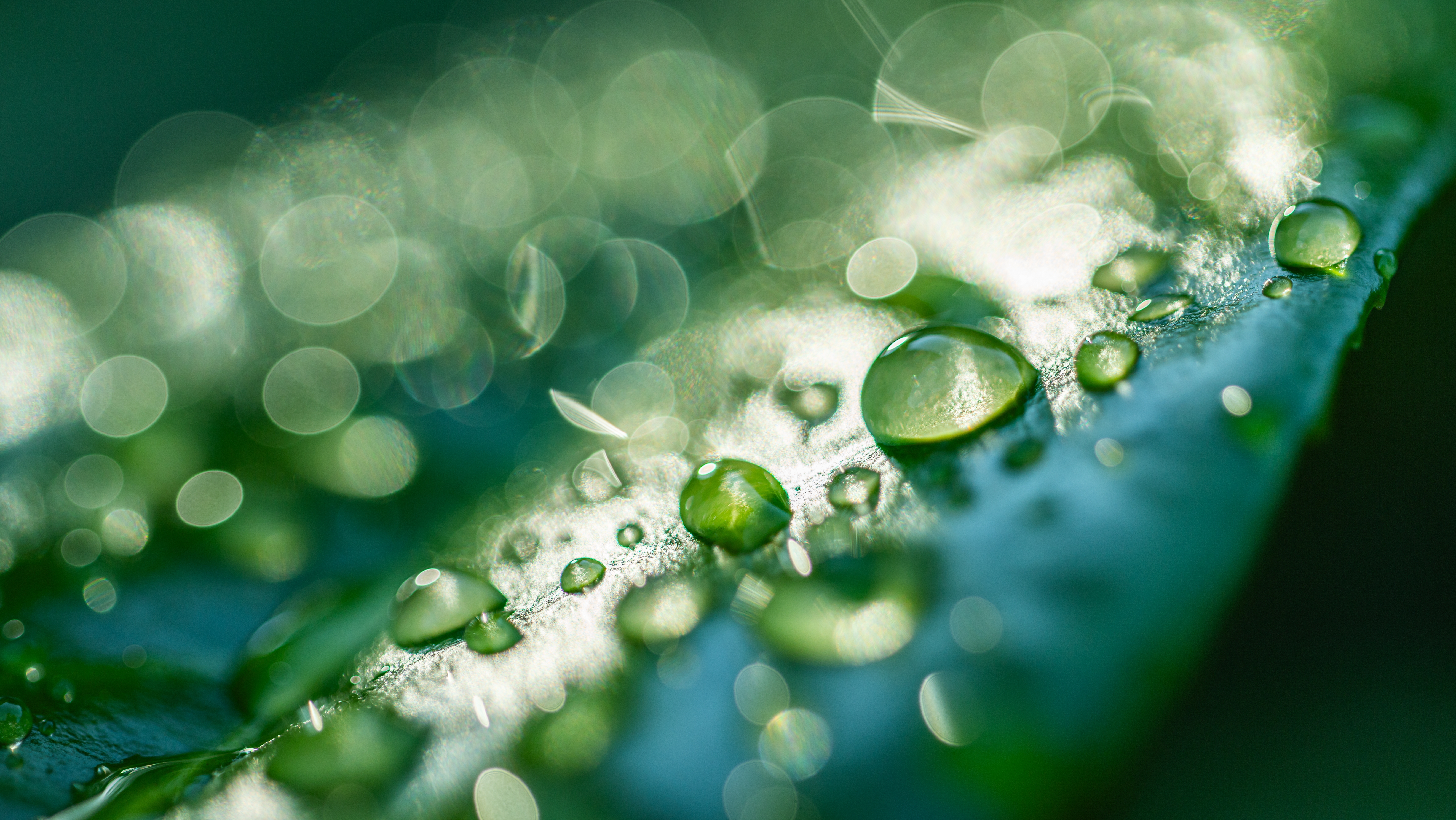 Beautiful details of nature. Morning dew drops on fresh green leaf. Summer nature macro pattern, fresh rain drops on green leaf. Peaceful tranquil ecology Beauty in nature. Relaxing soft blue green